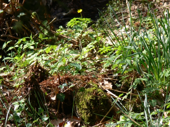 Bois des Moutiers (91) mars 2012